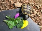 UK Bred Ibera Spur-Thighed Baby Tortoises For Sale - East Devon 